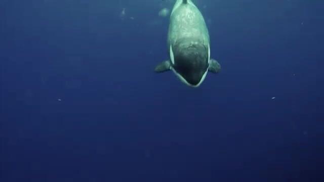 Killer Whale: Aww, there’s a two-legged creature here! They’re filming me again, damn it!