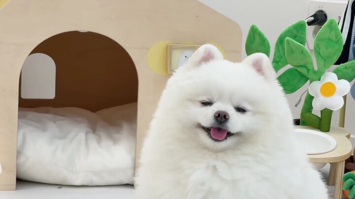 Sudah pindah ke rumah baru! Kelihatannya si anjing sangat puas dengan rumah barunya nih!