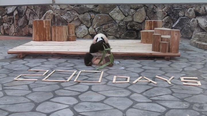 Every Anniversary Is Important! [Panda Feng Bang 200 Days]