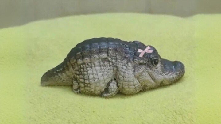 A Little Crocodile’s Life #CrocodileTreasure #CrocodileTreasureCrocodileLiquor #Health-BoostingLiquo