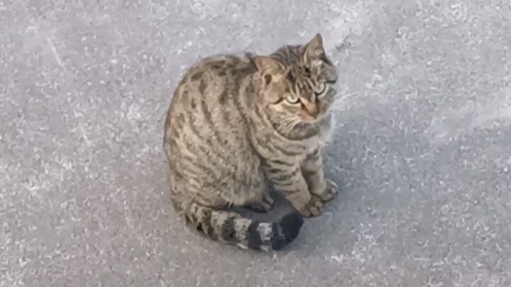 I’ve truly seen a Japanese bobtail’s jumping ability—the height is about 1.8 meters.