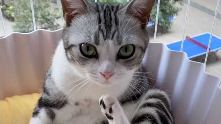 Katanya bagian belakang jio itu zona terlarang bagi kucing?