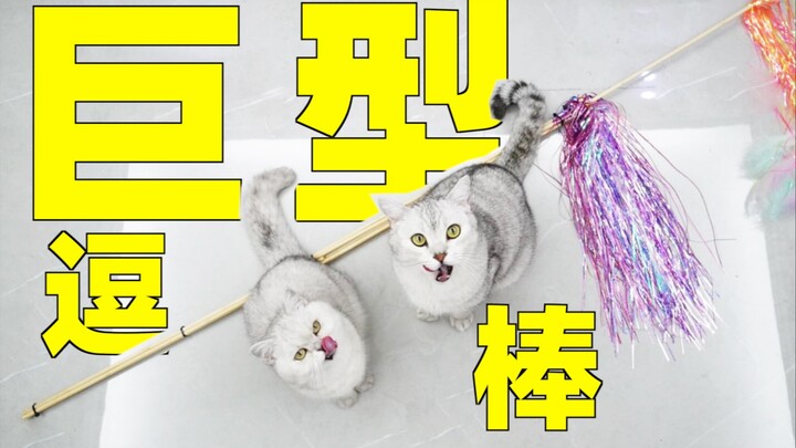 Mèo cũng thích những thứ to dài sao?