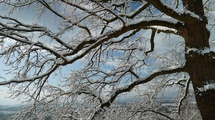 winter tree