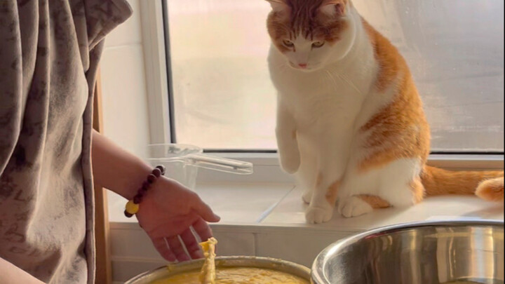 Mèo Đông Bắc chính hiệu