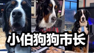 The Dog Mayor! Parker, the Bernese Mountain Dog and Mayor of Georgetown, USA, in his daily work rout