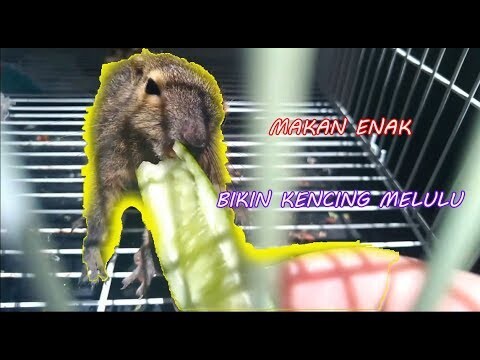 AKHIRNYA KETEMU MAKAN KESUKAAN  KAKA,  TAPI KANDANG  KOK JADI BAU!! | PECINTA BINTANG