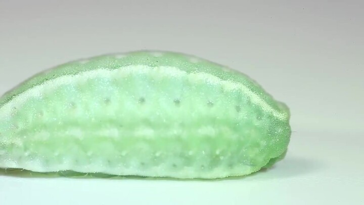 【贝刺蛾】【水晶毛虫】每吃一个布丁世界上就少一只毛毛虫