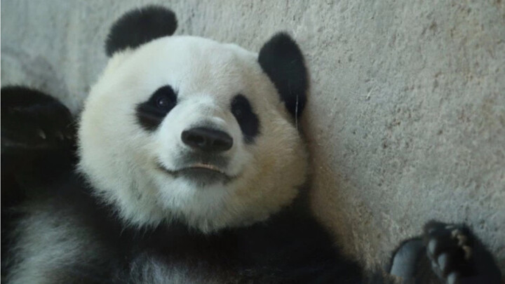 天呐！怎么还有熊猫叫这种名字啊哈哈！