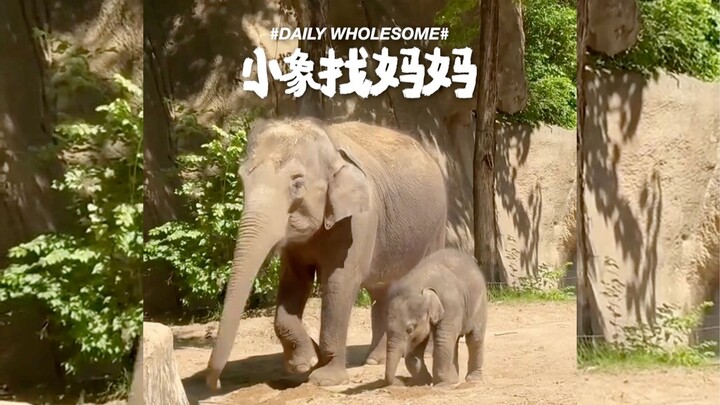 Setelah jatuh, bayi gajah langsung menoleh mencari ibunya 🥹