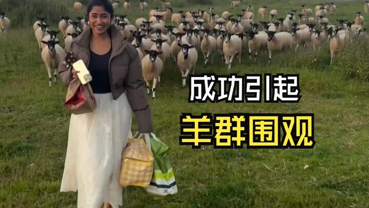 هذه الفيديوهات الحيوانية جميلة جدًا!