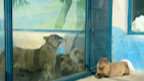 If it were any other small animal, they would have been scared to tears. Capybaras are so cute.