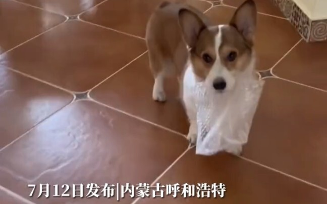 Ngày 12 tháng 7, Hohhot, Nội Mông: Chủ hỏi chó lấy màng xốp hơi, chó hào phóng đưa luôn nhưng không 