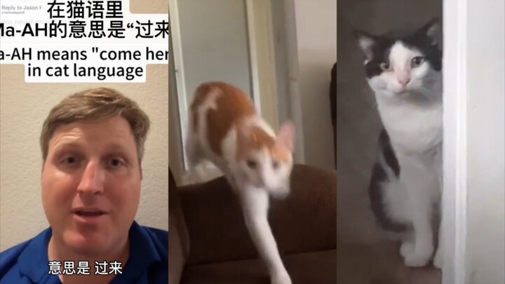 Cách giao tiếp với mèo con bằng “ngôn ngữ mèo” | Tổng hợp TikTok