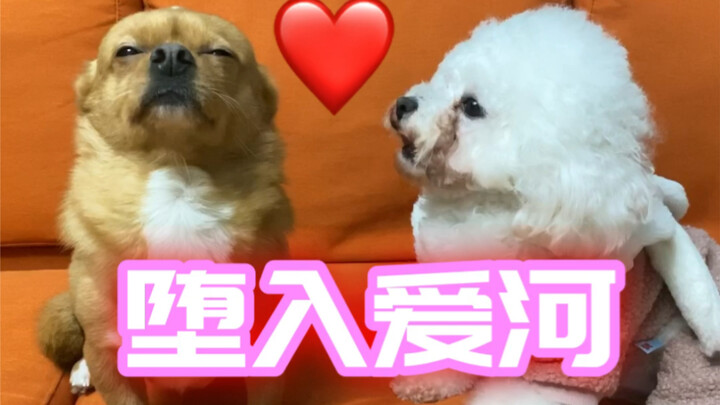 Do dogs in love have an IQ of 0?