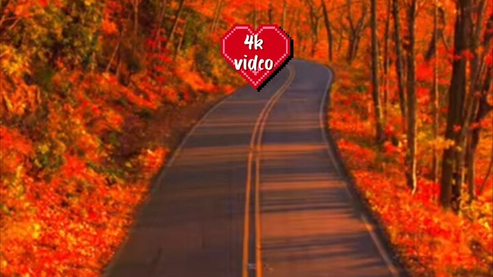 4k video beautiful nature and beautiful bird or animals
