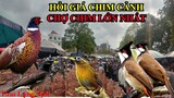 Cập Nhật Giá Chim Cảnh Phiên Chợ Chim Cảnh Lạng Sơn Ngày 7 Tháng 4 Toàn Chim Đẹp Đến Là Mê