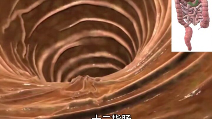 إنه مشهد يأخذك في جولة داخل الجهاز الهضمي من منظور الشخص الأول!!