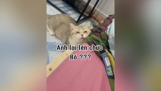 Lại đi chạy xe ôm kiếm tiền nui connn mèo cat nha con mèo gian ác.