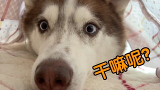 当你试图躲在被子里偷吃，二哈：笑死，可能吗？