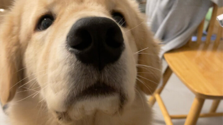 I found that dogs are sometimes just like children, except they can't talk.