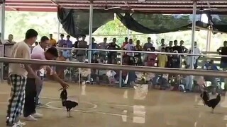 Roxas Palawan cockpet arnena pastes kill mashingun kelso