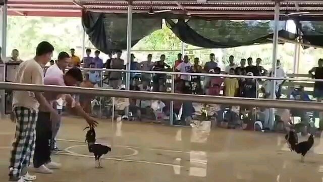 Roxas Palawan cockpet arnena pastes kill mashingun kelso