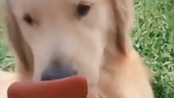 “ความแตกต่างระหว่าง ‘หมาเลีย’ กับ ‘ผู้ชายเลว’”