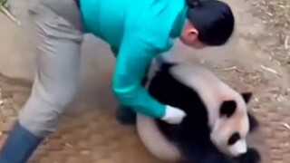 Mạng nước ngoài bàn tán sôi nổi về thời điểm gấu trúc Trung Quốc rơi vào tình trạng tồi tệ, có tới 1