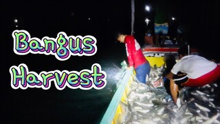 HARVESTING BANGUS | PUGARO SUIT, Dagupan City #dagupan