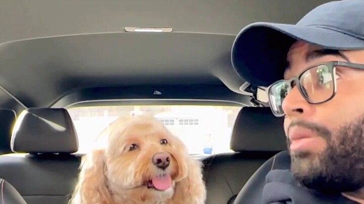 Cùng “thần khuyển” của tôi học toán: Ai mà hiểu được, cún yêu của anh giỏi toán quá đi mất 🥰