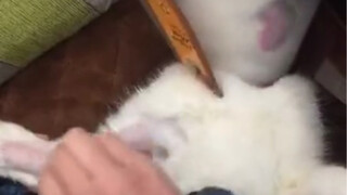 As long as it synchronizes with the cat's tongue, it will think it is licking