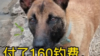 这狗是老板安排的卧底吗