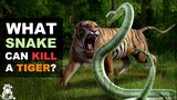 6 Snakes That Can Kill a Tiger Easily