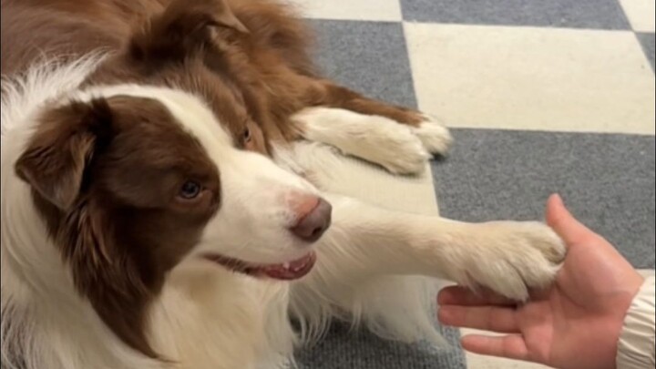 When you ask your dog if it’s okay to beat it