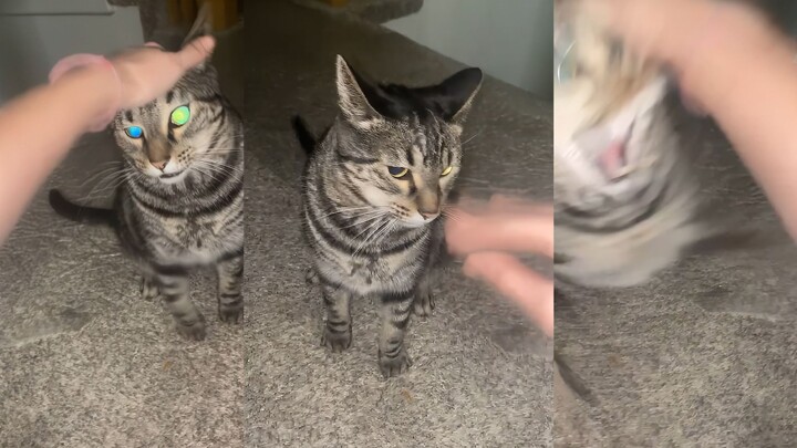 Jangan berteriak pada kucing, karena kesabaran kucing pun ada batasnya!