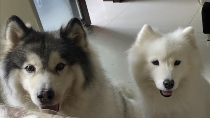 Baby born to an Alaskan Malamute and a Samoyed