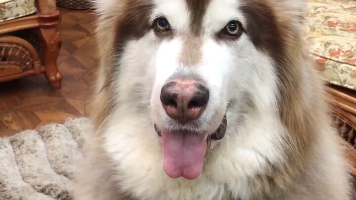 Giờ ăn vặt của Lala