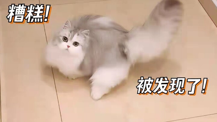 Meow: Wah, celaka! Aku ketahuan lagi nge-dance!