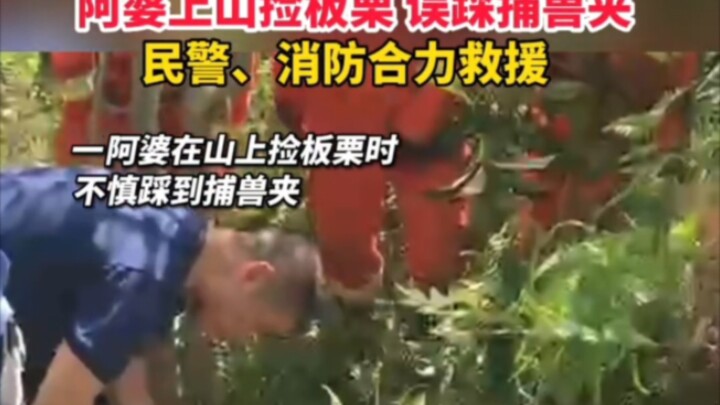 Bà cụ lên núi nhặt hạt dẻ vô tình dẫm phải bẫy thú, cảnh sát và lực lượng cứu hỏa phối hợp giải cứu.