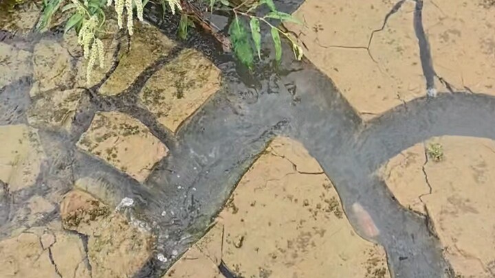 ฝนที่ตกลงมาเมื่อคืนนี้ทำให้สถานการณ์ภัยแล้งในกว่างซีคลี่คลายลงอย่างมาก ร่องน้ำก็เต็มไปด้วยน้ำอีกครั้