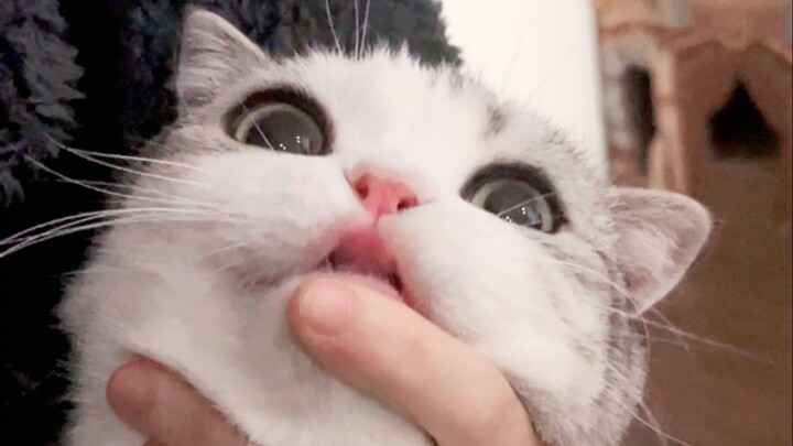 Mèo con ăn chút thuốc bắc đi