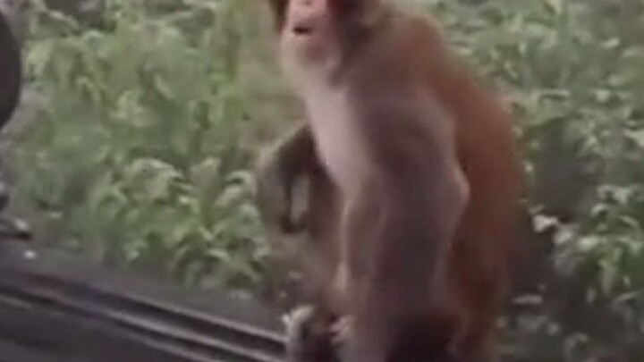 My Monkey Brother Never Eats Handouts!