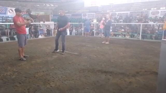 panalo manok ni boss ramon