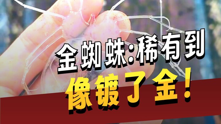 Benar-benar banyak laba-laba yang aneh dan khusus!