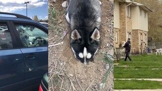 二哈：没有我 人界都得黯淡无光