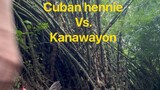 Cuban hennie  vs. kanawayon