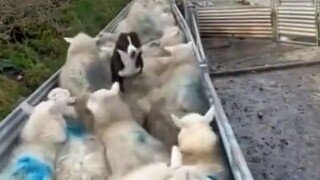 كلب الراعي: ما عليك سوى إعطاء الأوامر، وأنا أتكفل بالباقي! مع كلب واحد بين يديك، لن تعرف الهموم بعد 