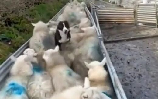 牧羊犬：你只要给命令，剩下的交给我！一狗在手，烦恼没有！