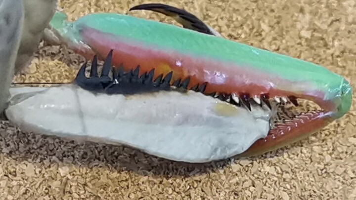 Australian Giant Mantis VS Double-Shield Mantis